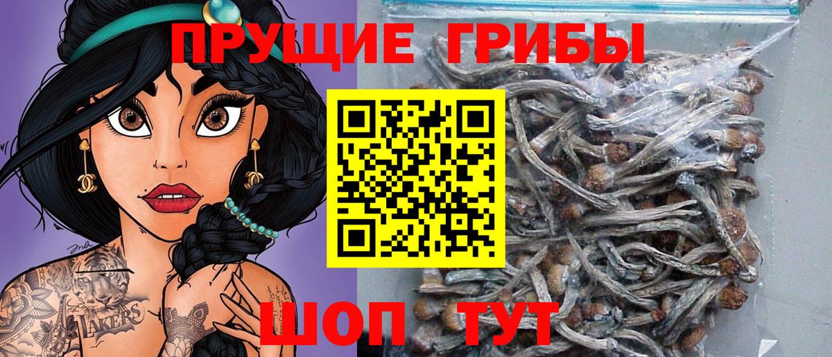 Псилоцибиновые грибы Cubensis Великие Луки